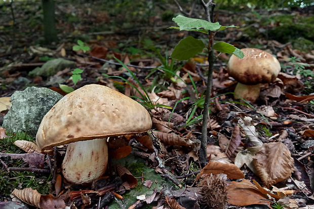 hríb jamkatý Hemileccinum depilatum (Redeuilh) Šutara