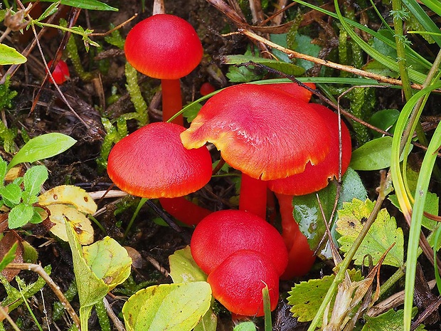 lúčnica šarlátová Hygrocybe coccinea (Schaeff.) P. Kumm.