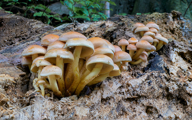 strapcovka zväzkovitá Hypholoma fasciculare (Huds.) P. Kumm.