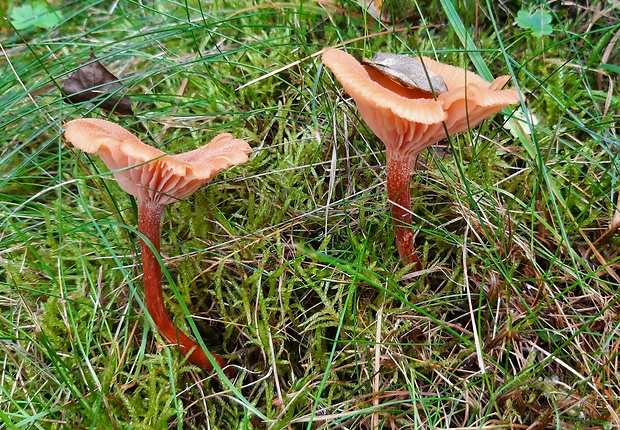 lakovka Laccaria sp.