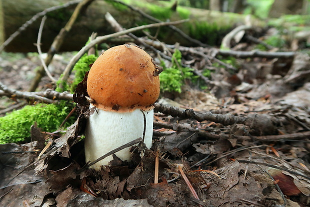 kozák osikový Leccinum albostipitatum den Bakker & Noordel.