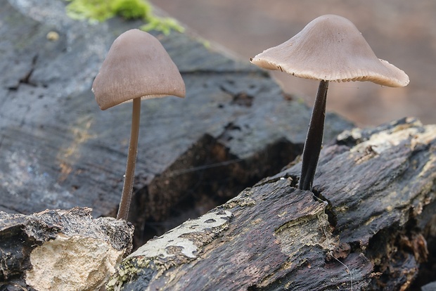 prilbička Mycena sp.