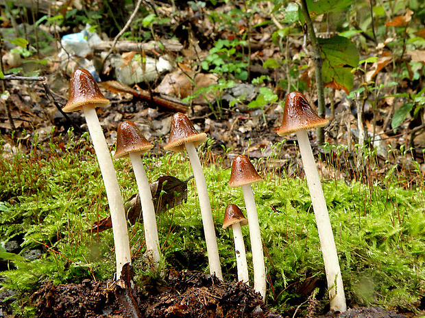 drobuľka veľká Parasola conopilus (Fr.) Örstadius & E. Larss.