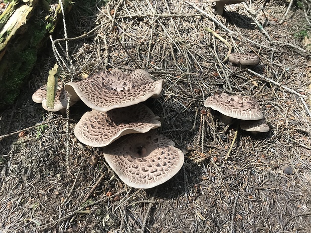 jelenkovec škridlicovitý Sarcodon imbricatus (L.) P. Karst.