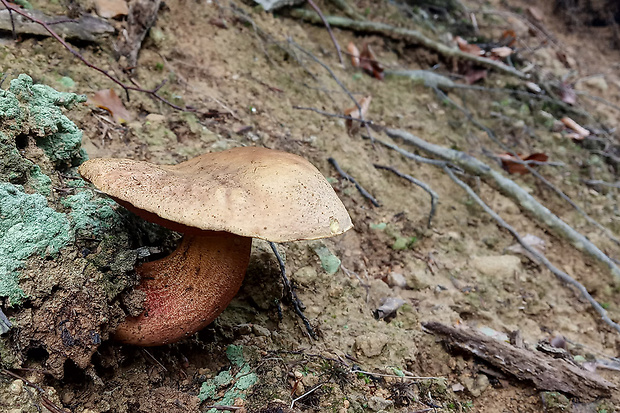 hríb zrnitohlúbikový Sutorius luridiformis (Rostk.) G. Wu & Zhu L. Yang