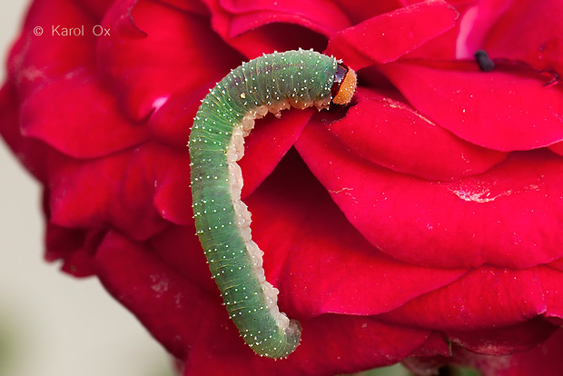 piliarka Allantus sp. larva