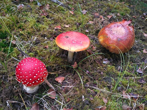 muchotrávka červená Amanita muscaria (L.) Lam.