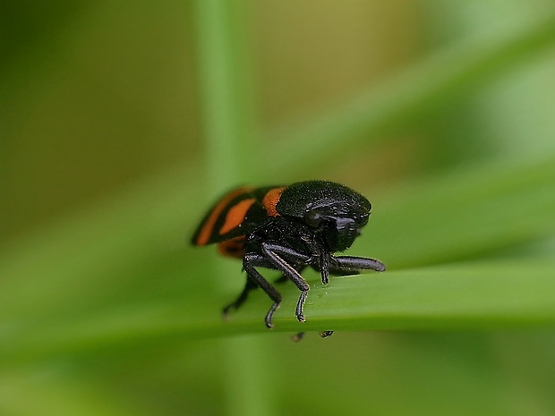 peniarka nížinná Cercopis sanguinolenta