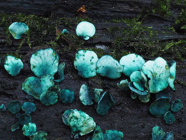 zelenica Chlorociboria sp.