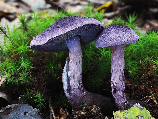 pavučinovec Cortinarius sp.