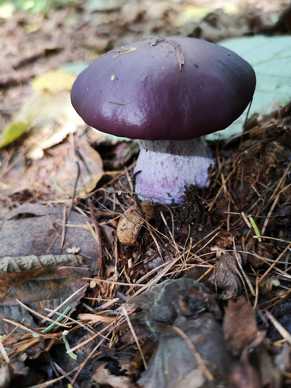 pavučinovec celofialový Cortinarius terpsichores Melot