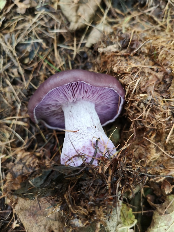 pavučinovec celofialový Cortinarius terpsichores Melot