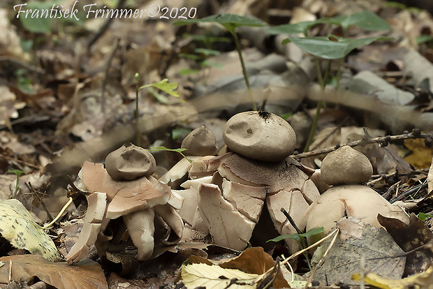 hviezdovka červenkastá Geastrum rufescens Pers.