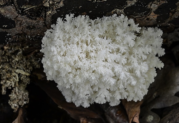 koralovec bukový Hericium coralloides (Scop.) Pers.