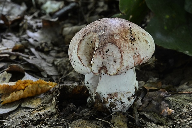 šťavnačka plávkovitá Hygrophorus russula (Schaeff.) Kauffman