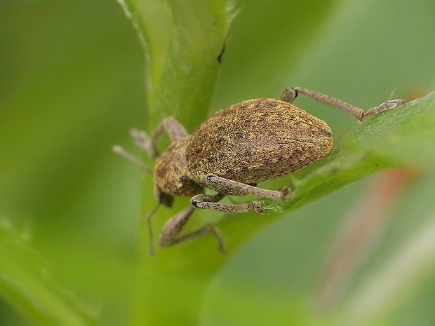 nosánik Hypera sp.