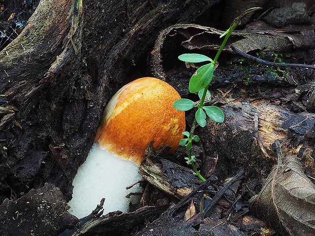 kozák osikový Leccinum albostipitatum den Bakker & Noordel.