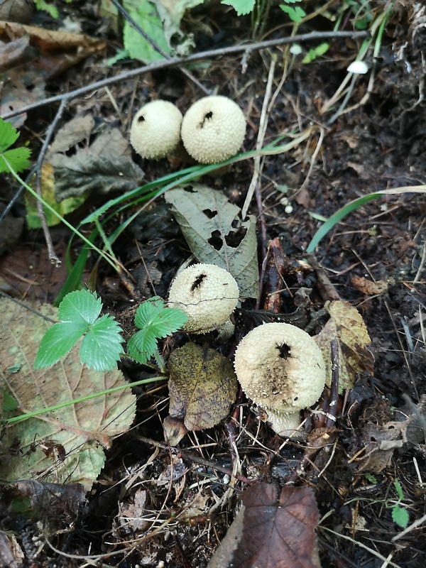 prášnica bradavičnatá Lycoperdon perlatum Pers.