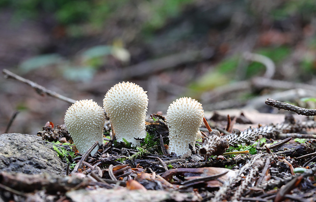 prášnica bradavičnatá Lycoperdon perlatum Pers.