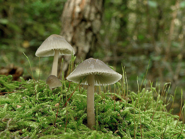 prilbička Mycena sp.