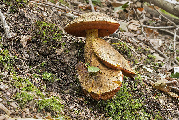 hríb zrnitohlúbikový odfarbený Neoboletus xanthopus (Quél.) Krieglst.