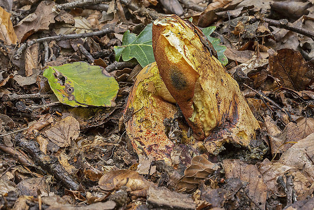 hríb zrnitohlúbikový odfarbený Neoboletus xanthopus (Quél.) Krieglst.