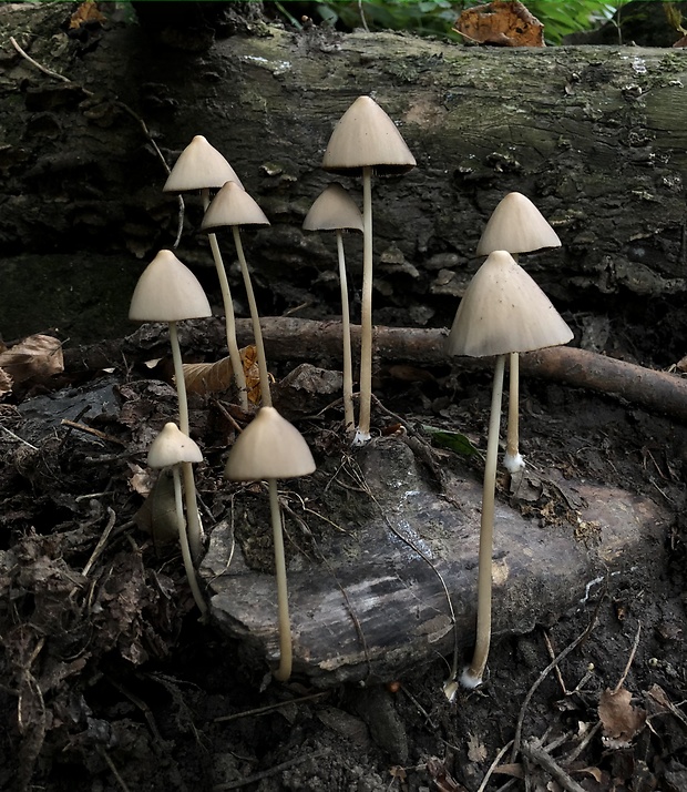 drobuľka Psathyrella sp.