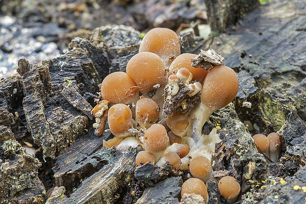 drobuľka Psathyrella sp.