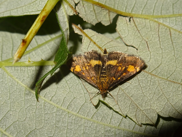 vijačka zlatoškvrnná Pyrausta aurata