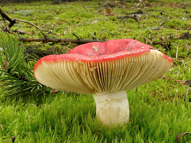 plávka vínovočervená Russula xerampelina (Schaeff.) Fr.