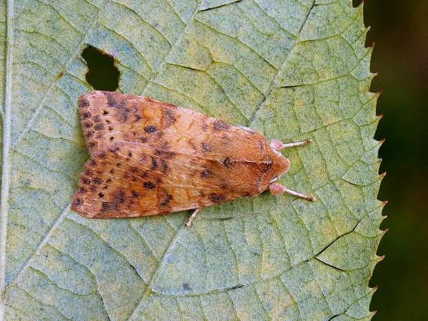 mora brestová Xanthia gilvago