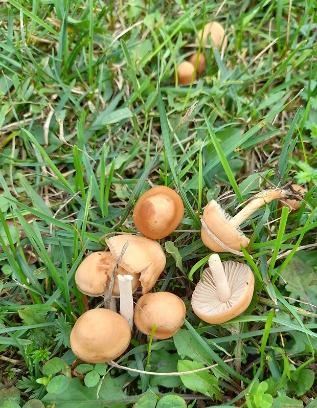 tanečnica poľná Marasmius oreades (Bolton) Fr.