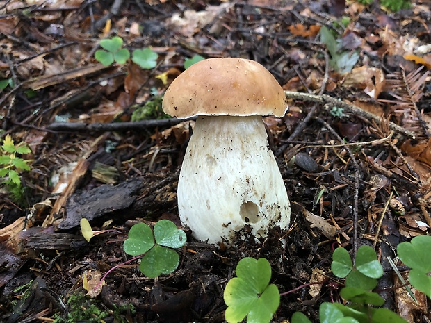 hríb smrekový Boletus edulis Bull.