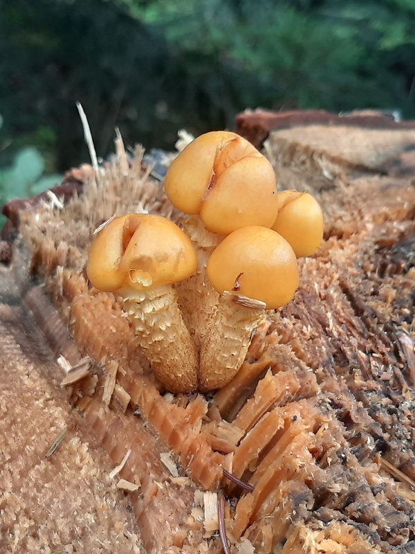 podpňovka žltá Armillaria gallica Marxm. & Romagn.