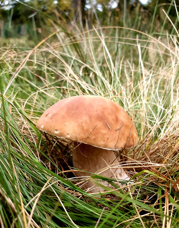 hríb smrekový Boletus edulis Bull.