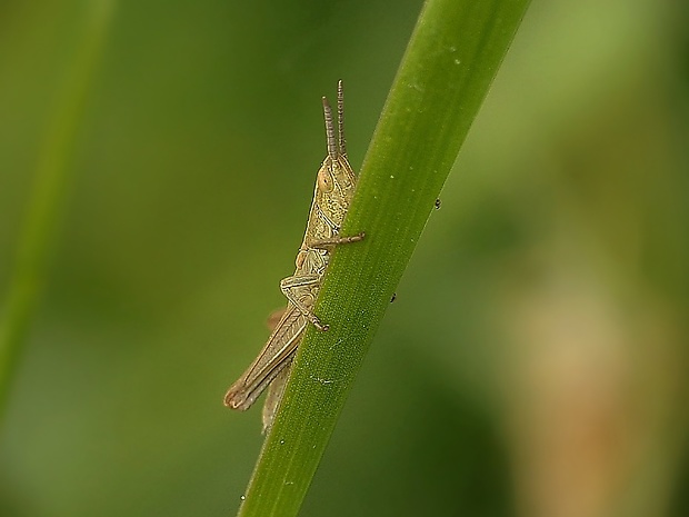 koník lúčny Chorthippus montanus