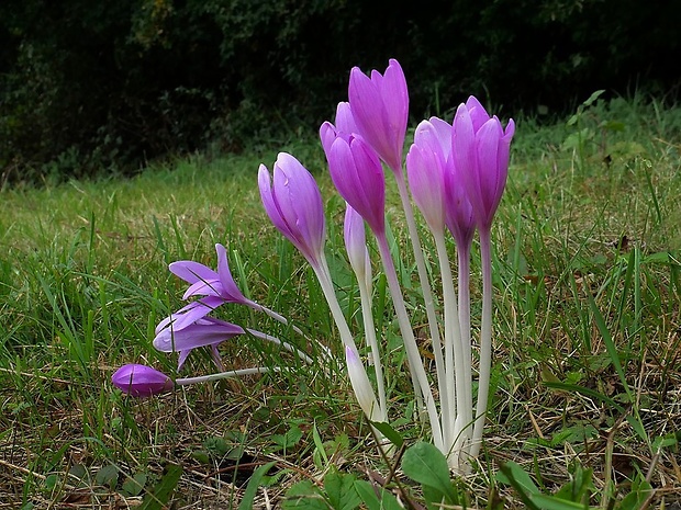 jesienka obyčajná Colchicum autumnale