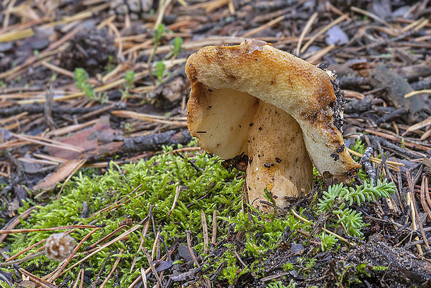 hríbnik gaštanovohnedý Gyroporus castaneus (Bull.) Quél.