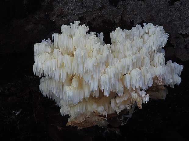 koralovec bukový Hericium coralloides (Scop.) Pers.