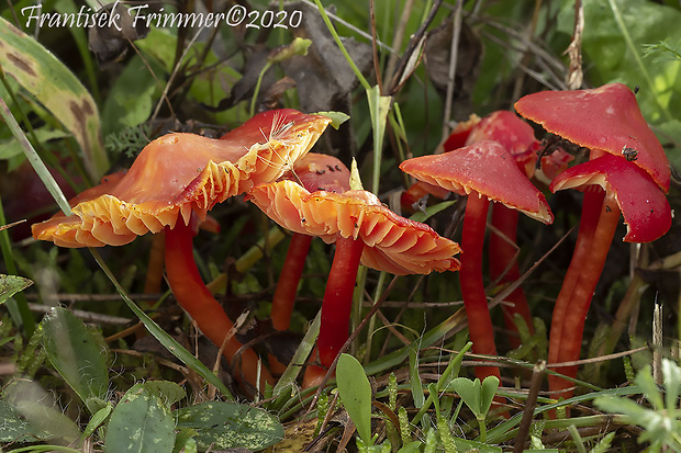 lúčnica šarlátová Hygrocybe coccinea (Schaeff.) P. Kumm.