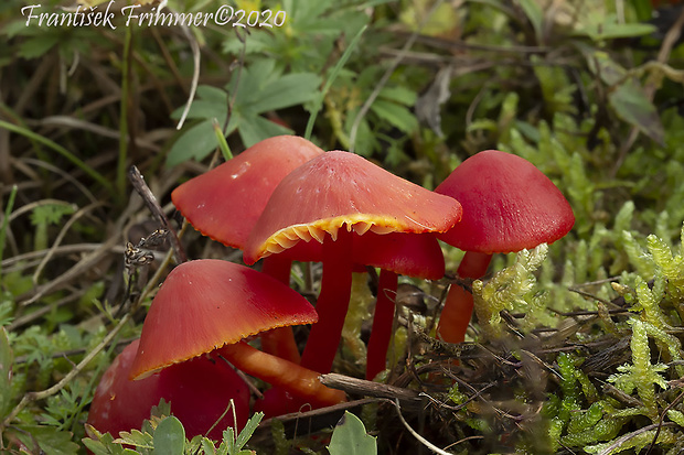 lúčnica šarlátová Hygrocybe coccinea (Schaeff.) P. Kumm.