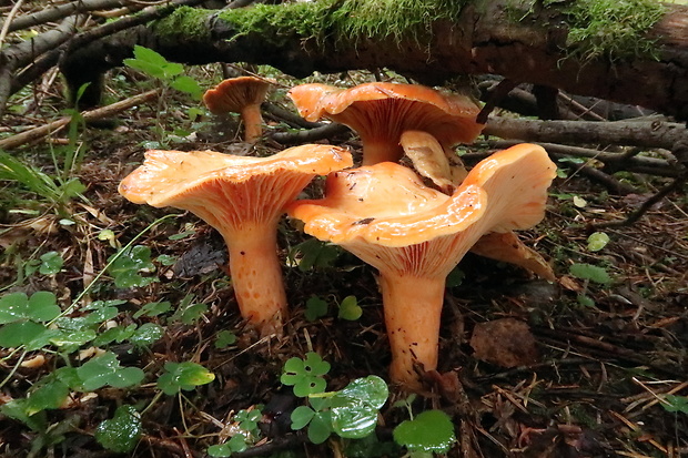 rýdzik jedľový Lactarius salmonicolor R. Heim & Leclair