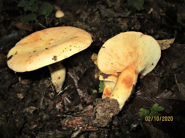 rýdzik Lactarius sp.