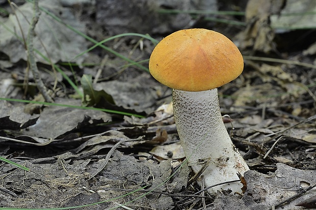 kozák osikový Leccinum albostipitatum den Bakker & Noordel.