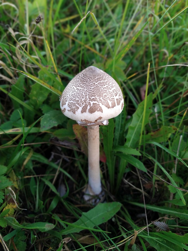 bedľa Konradova Macrolepiota konradii (Huijsman ex P.D. Orton) M.M. Moser