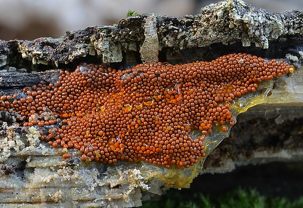 slizovka Myxomycetes