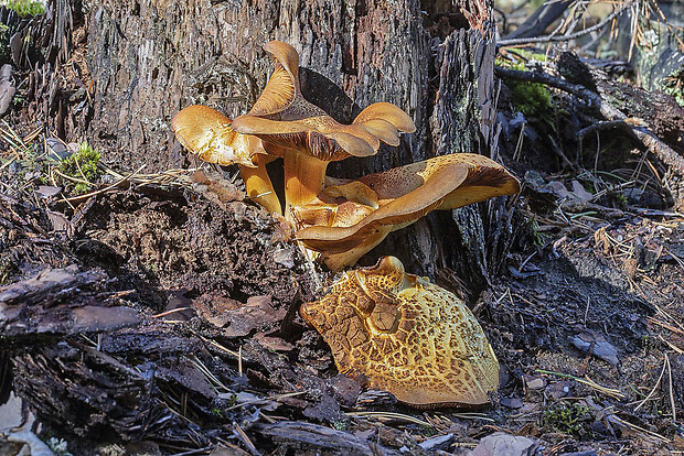 lupeňopórovec červenožltý Phylloporus rhodoxanthus (Schwein.) Bres.