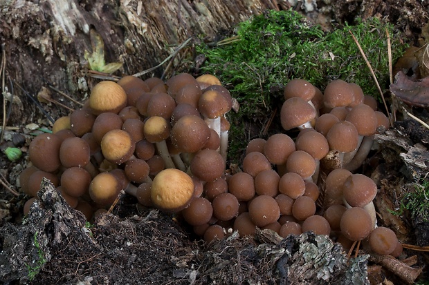 drobuľka vodomilná Psathyrella piluliformis (Bull.) P.D. Orton