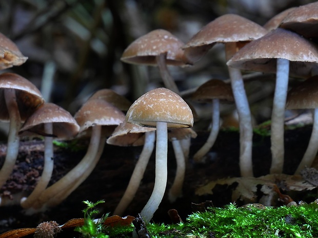 drobuľka Psathyrella sp.