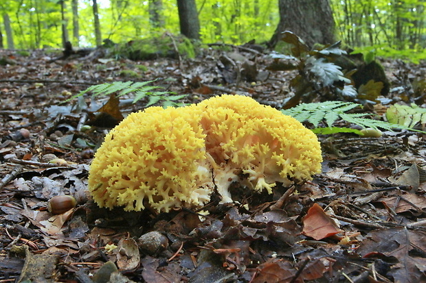 strapačka Ramaria sp.